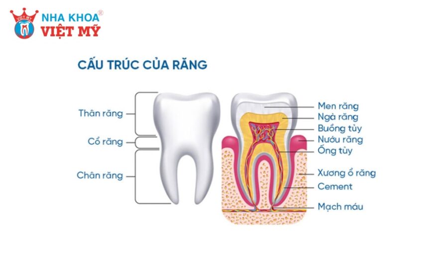 Cấu trúc của răng