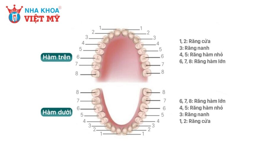 Các loại răng và chức năng của từng loại