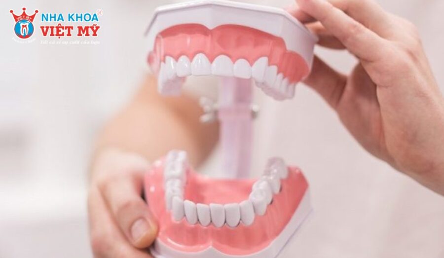 Người trưởng thành thường có 32 răng