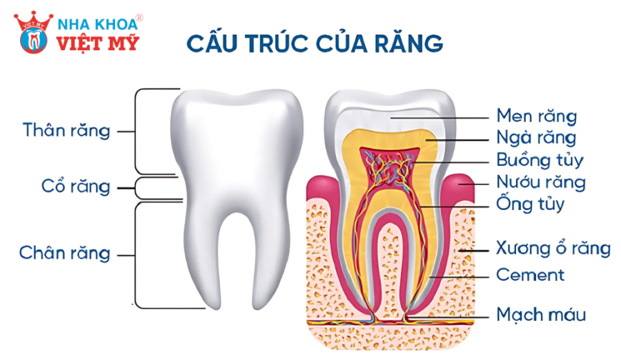 Cấu tạo và chức năng của răng hàm