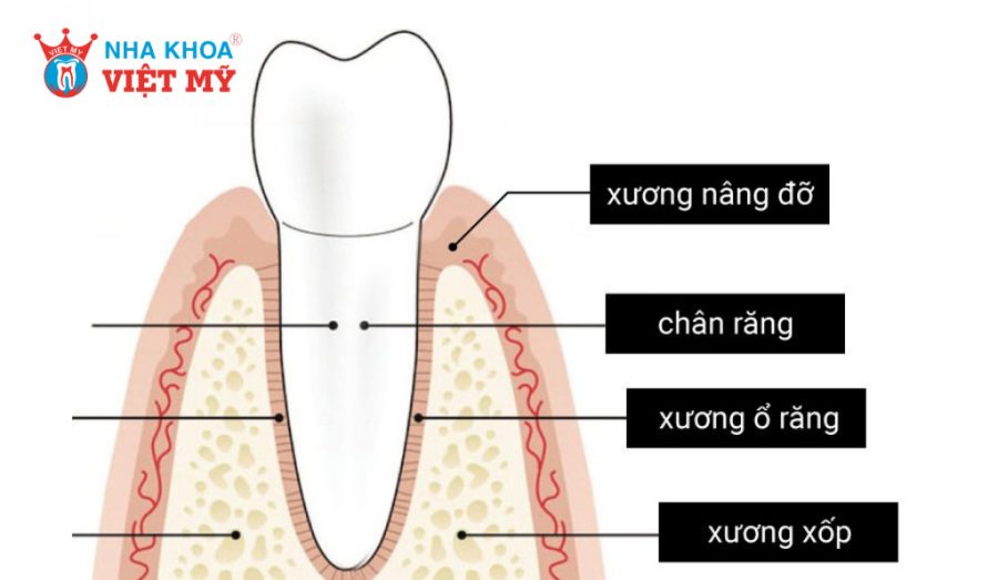Cấu trúc xương ổ răng