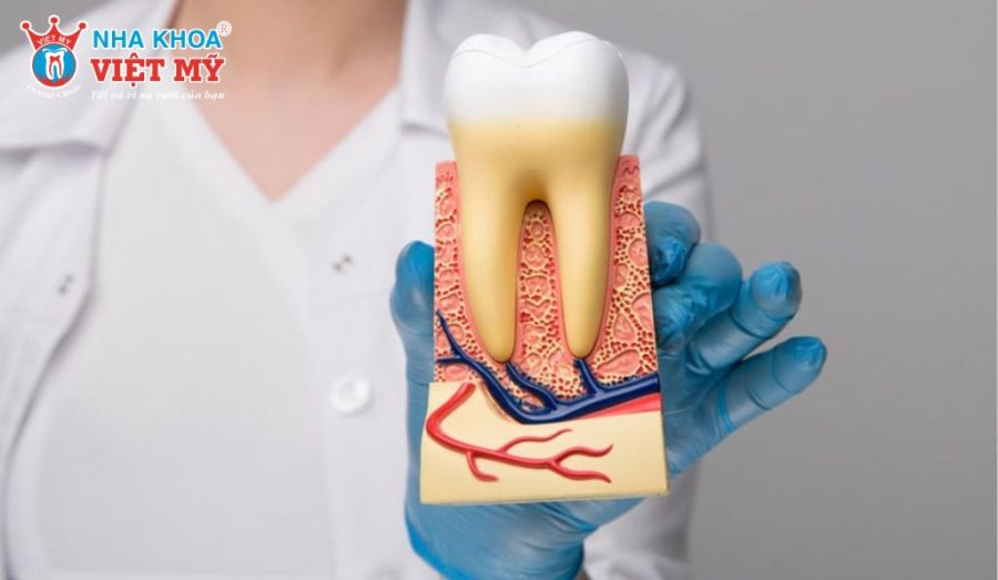 Răng lấy tủy chỉ mất cảm giác, vẫn có thể duy trì chức năng ăn nhai nếu được phục hồi đúng cách.